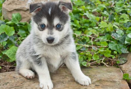 Cách nuôi chó Husky khỏe mạnh ở Việt Nam
