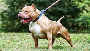 Cách nuôi và huấn luyện chó Pitbull tại Việt Nam