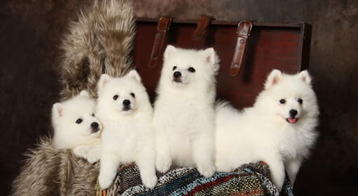 Cách phân biệt chó Samoyed và chó Japanese Spitz
