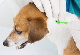 Cách điều trị chó bị bệnh lê dạng trùng Babesiosis