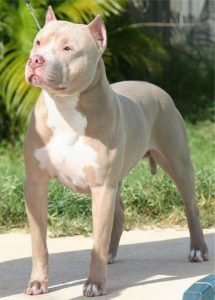 Cách để phân biệt giống chó Pitbull và chó Bully