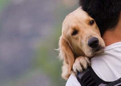 Giải mã cảm xúc tâm lý của loài chó thường gặp
