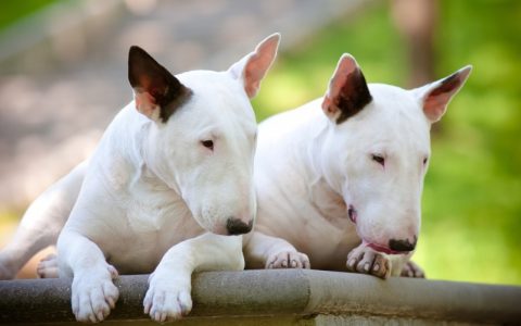 Giống chó Bull Terrier