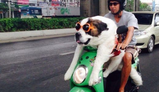 Huấn luyện chó ngồi xe máy và không đuổi theo xe