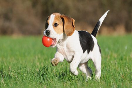 Hướng dẫn cách huấn luyện chó nhặt đồ về cho chủ