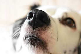Mũi chó bị khô hoặc ướt biểu hiện sức khỏe thế nào