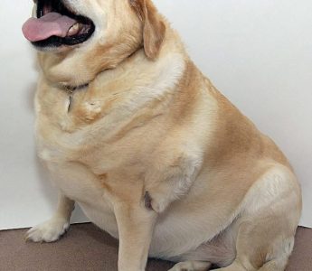 Nguyên nhân chó béo phì và cách phòng ngừa