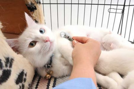 Những dấu hiệu nguy hiểm cần đưa chó mèo đi cấp cứu