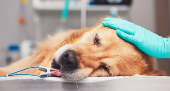 Phát hiện và điều trị khi chó bị ung thư và có khối u