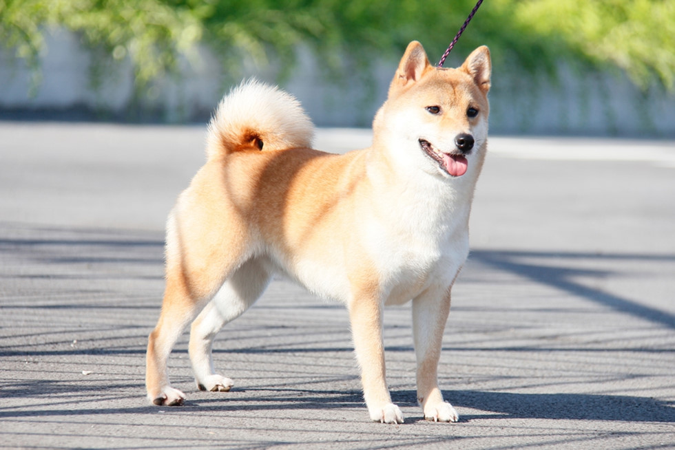 Chó Kai Inu