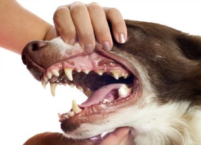 Tìm hiểu chó bị sâu răng và cách đánh răng cho chó
