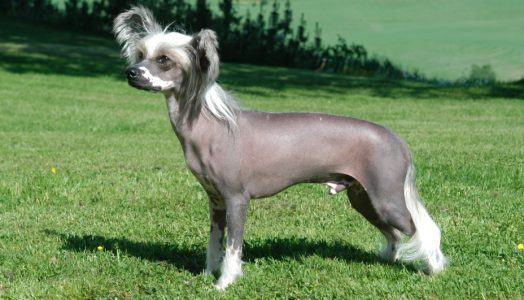 Tìm hiểu giống chó không lông Trung Quốc Chinese Crested
