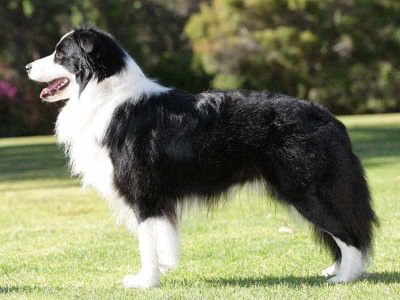 Giống chó Border Collie: thông minh nhanh nhẹn số 1