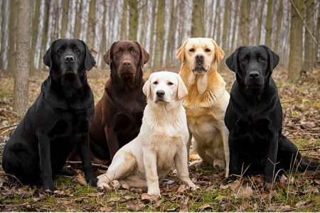 Giống chó Labrador Retriever: nổi tiếng đánh hơi và săn mồi