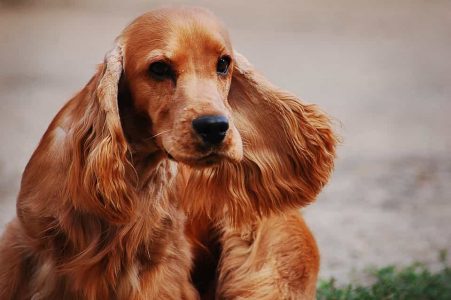 Giống chó Cocker Spaniel Tây Ban Nha: đặc trưng cực hôi