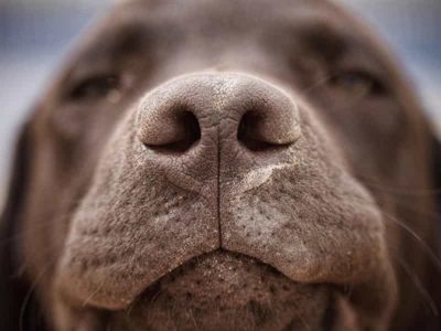 Bạn có biết chó sợ mùi gì và ghét tiếng gì nhất không?Bạn có biết chó sợ mùi gì và ghét tiếng gì nhất không?