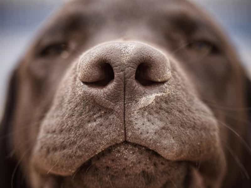 Biết chó sợ mùi gì ghét tiếng gì nhất không?
