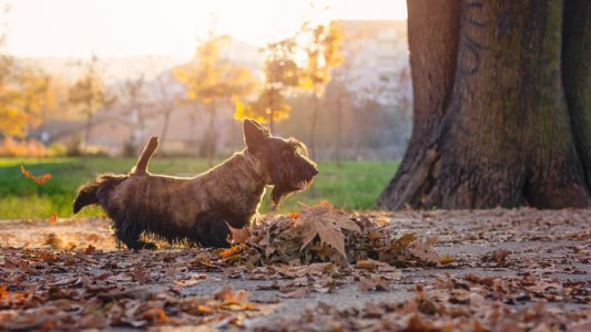 Tại sao chó đánh dấu lãnh thổ bằng cách đi tiểu tiện?