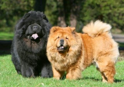 Giống chó Chow Chow: lông xù mặt giống như gấu