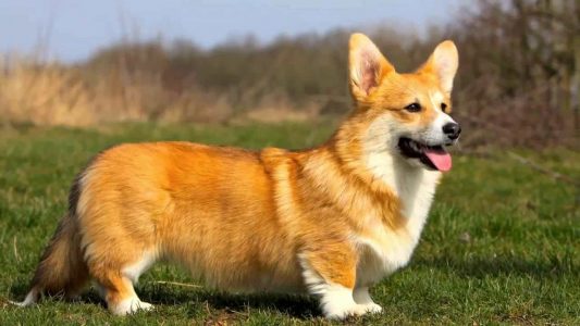 Giống chó Pembroke Welsh Corgi: chân siêu ngắn