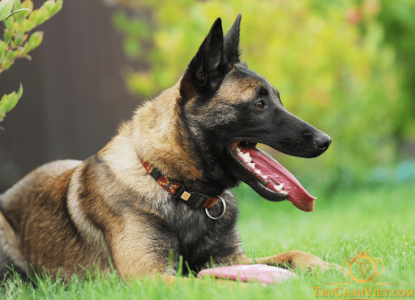 Giống chó Becgie Bỉ (Malinois): sự thông minh khác biệtGiống chó Becgie Bỉ (Malinois): sự thông minh khác biệt