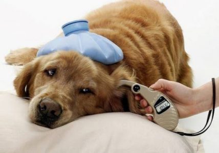 Bệnh đái tháo đường ở chó điều trị như thế nào?