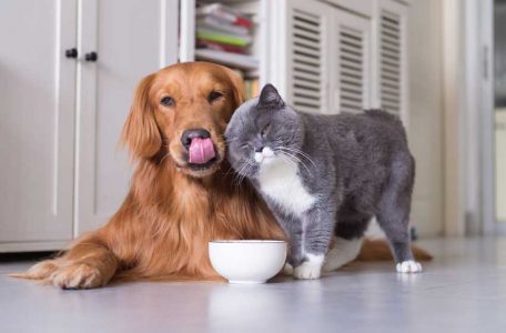 Điều trị triệt để bệnh viêm bàng quang ở chó mèo