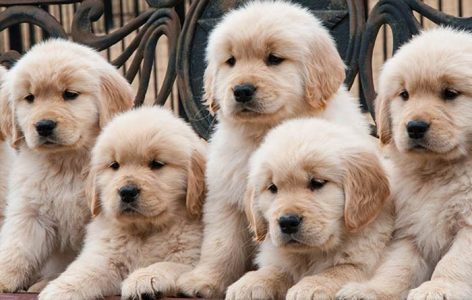 10 lý do không nên nuôi Chó Golden Retriever