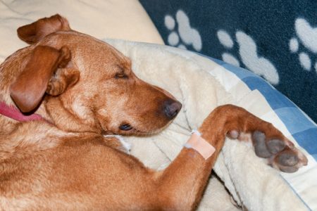 Phải làm sao khi chó bị đau chân và đi khập khiễng?