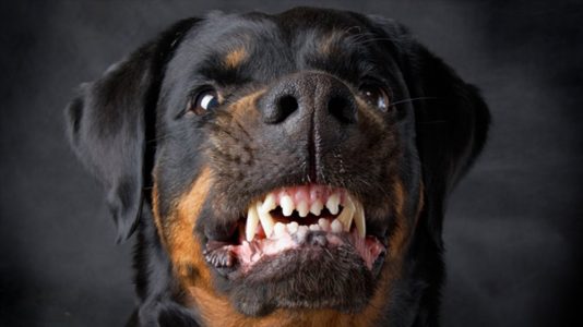 Chó Presa Canario hung hãn và nguy hiểm nhất thế giới