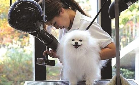 Nền công nghiệp chăm sóc thú cưng non trẻ tại Việt Nam