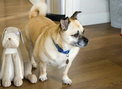 Tìm hiểu chó Chihuahua lai Bull Pháp siêu dễ thương