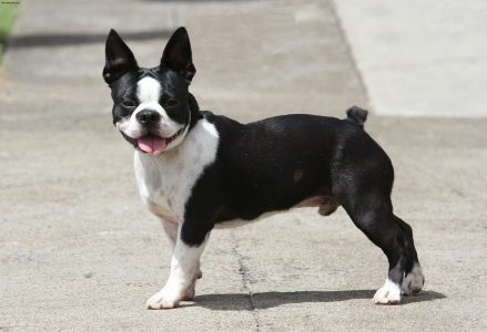 Gi ng ch� Boston Terrier: m t ng n t ng   ng l� em