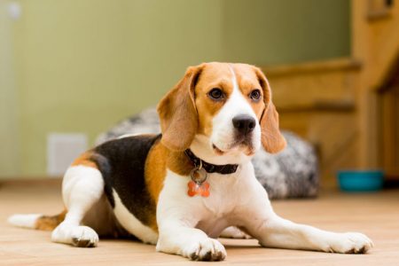 Giống chó Beagle: điển hình của sự hoạt bát thân thiện
