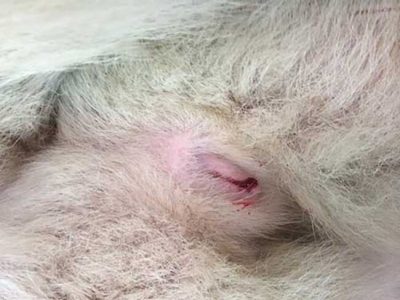Chu kỳ kinh nguyệt của chó cái (sa lơ) bao nhiêu ngày?