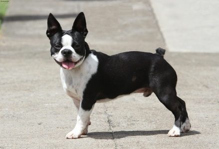 Giống chó Boston Terrier: mặt ngắn tăng động là em