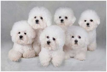 Giống chó Bichon Frise: thượng lưu mà lại thân thiện