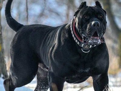 Giống chó Ngao Ý (Cane Corso): nguy hiểm và dũng mãnh