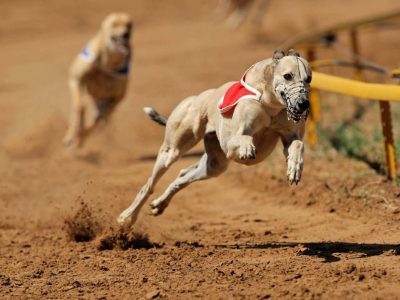 Giống chó Greyhound: những tay đua cừ khôi
