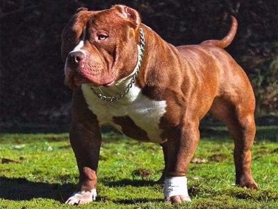 Chó Pitbull không sinh ra chỉ để làm chó chọi