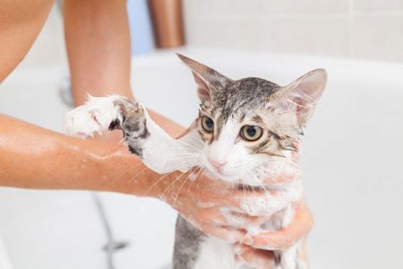 Cách để Tắm cho Mèo pet-nha-trang